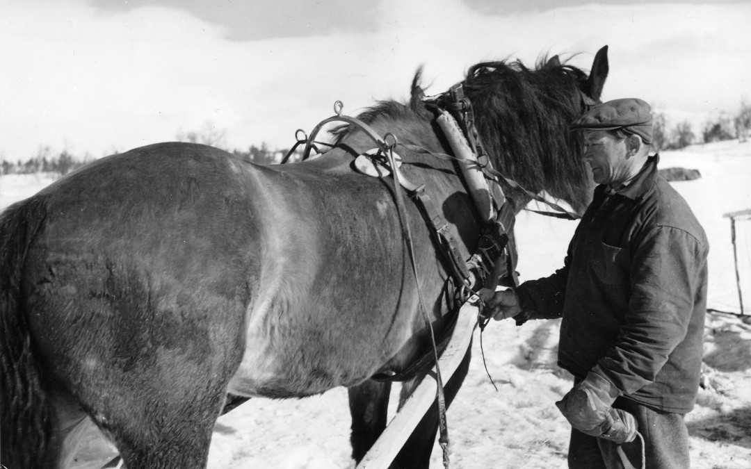 Nord  5: Per Andersson med sin häst
