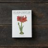 Julblommor stående, Koustrup & Co. Förpackning med 8 stycken dubbla julkort. - Bild 3