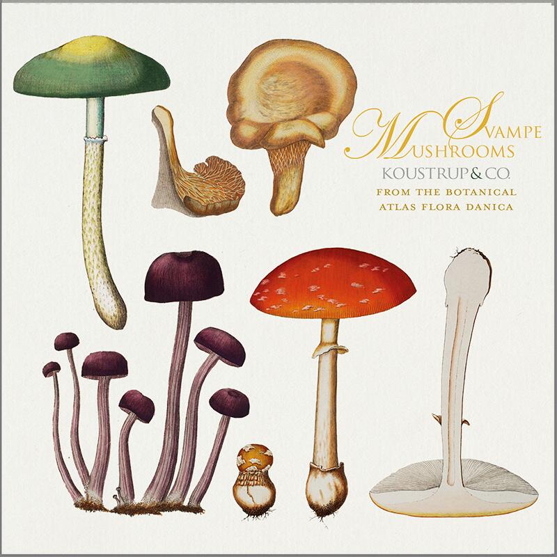 Svampar, Koustrup & Co. Förpackning med 8 stycken dubbla kort. - Bild 3