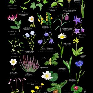 Vykort A5 Sveriges landskapsblommor, Magda. Utförsäljning finns bara i webbutiken.