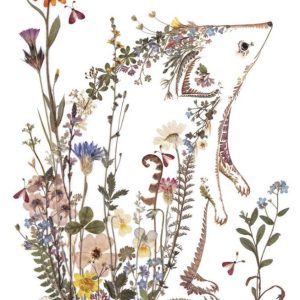 Dubbelt kort, Wild Press -Ahpornsiri, Igelkott