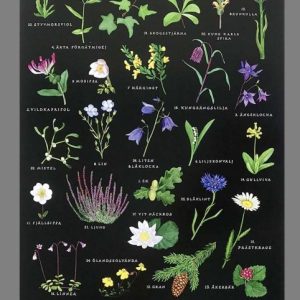 Vykort A5 Sveriges landskapsblommor, Magda. Utförsäljning finns bara i webbutiken.